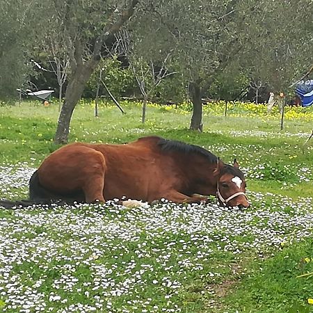 Casa Masseria Le Ville Peschici Kültér fotó